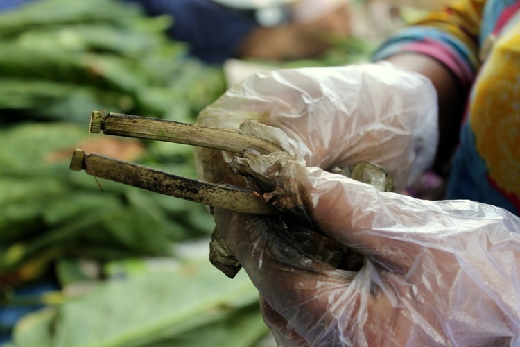 Nhộn nhịp xóm thuốc lào Sài Gòn - 11 Dụng cụ để rọc lá thuốc là những nan tre vót mỏng uốn cong lại hình cung, rồi cắt những cọng dây cước câu cá quấn ngang hai bên đầu làm thành