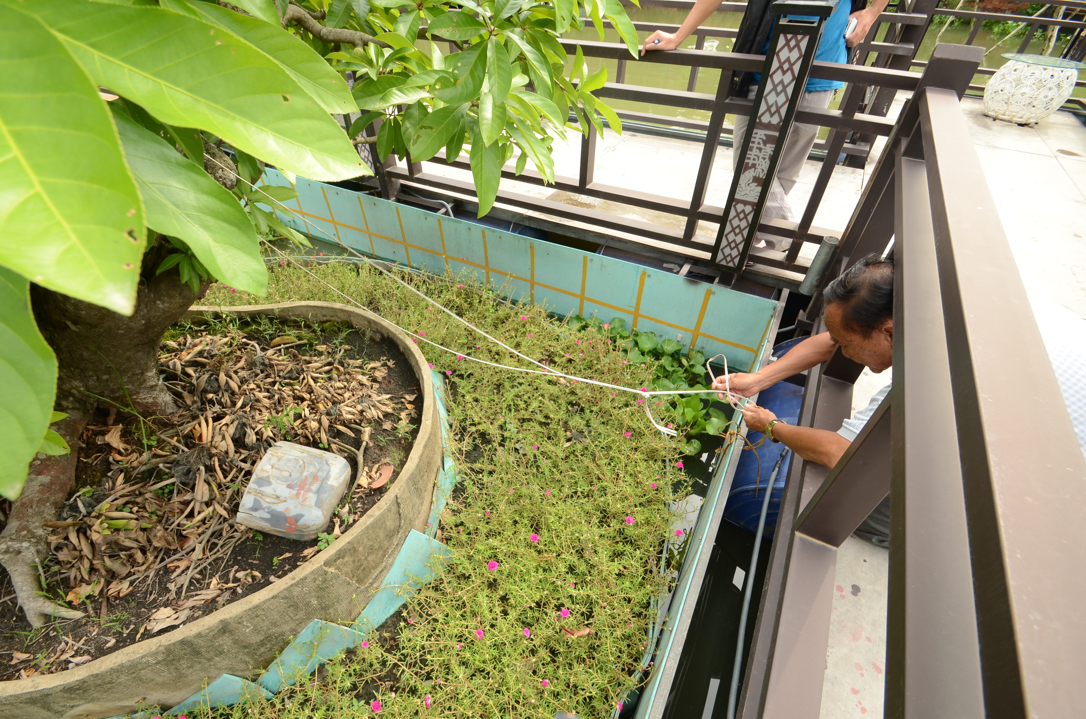 Ông
Phước giới thiệu về cây cổ thụ độc đáo trong vườn nhà mình