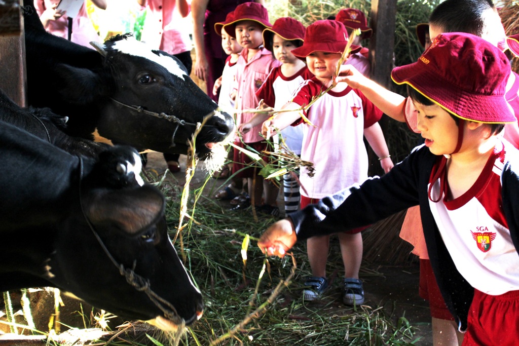 Tham quan và học tập thực tế tại vườn rau và trang trại bò sữa