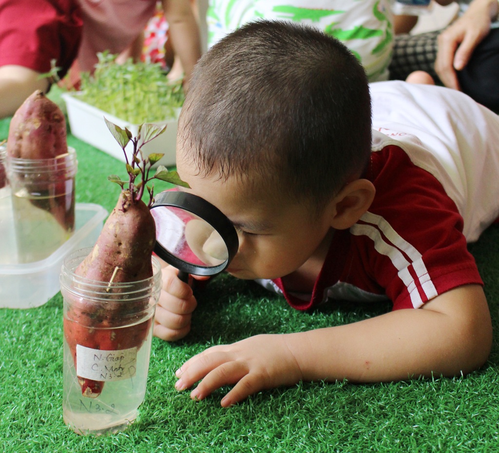 Tìm hiểu và quan sát sự nảy mầm của cây  khoai lang