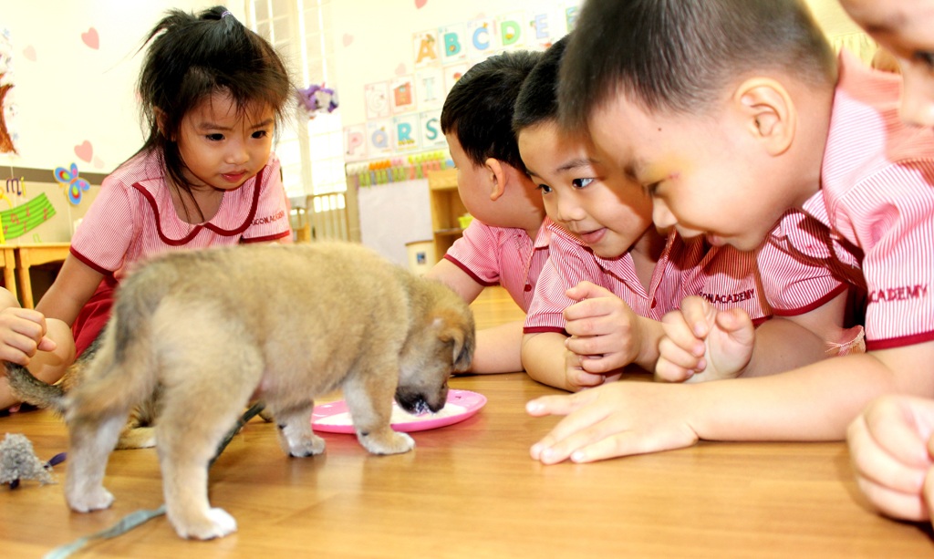 Tuổi thơ của trẻ có bị đánh cắp khi được giáo dục quá sớm? - 3 Bé tìm hiểu về đời sống của các loài thú cưng