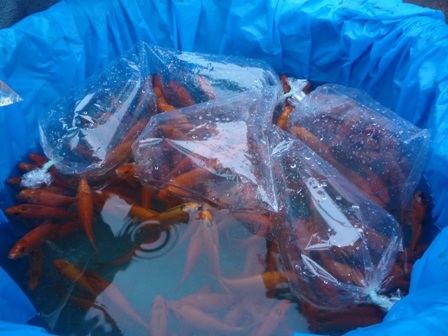 Táo về trời mang theo nhiều “quà cáp” - 16