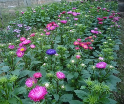 Lá dong rừng tấp nập đổ về xuôi    - 8