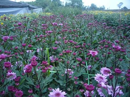 Lá dong rừng tấp nập đổ về xuôi    - 7