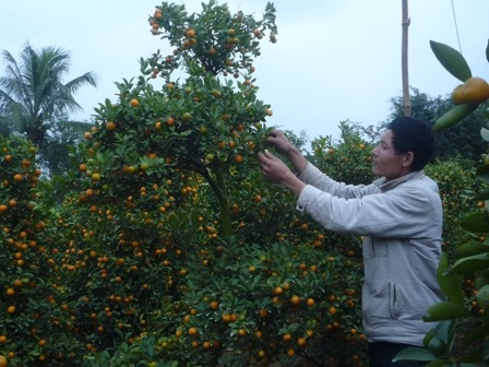 Lá dong rừng tấp nập đổ về xuôi    - 4