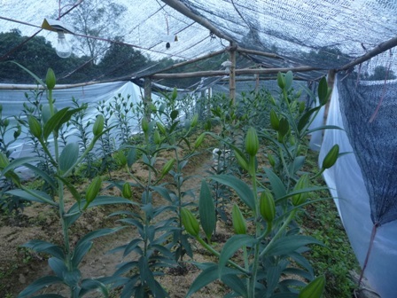 Lá dong rừng tấp nập đổ về xuôi    - 6