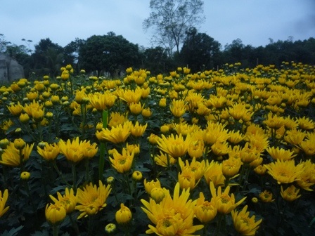 Lá dong rừng tấp nập đổ về xuôi    - 5