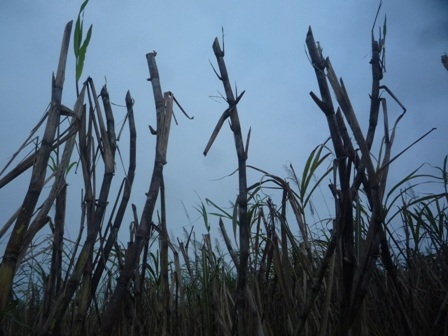 Dân bức xúc vì cứ trồng mía lên lại có người phá