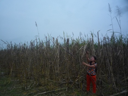 Dân bức xúc vì cứ trồng mía lên lại có người phá