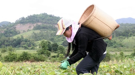Nữ sinh nghèo người dân tộc Chu Ru đậu thủ khoa ĐH - 2 Nữ sinh nghèo người dân tộc Chu Ru đậu thủ khoa ĐH - 2