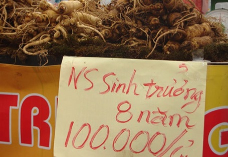 Dân Sài thành mua nhân sâm, vi cá mập tẩm bổ mùa thi - 1 Dân Sài thành mua nhân sâm, vi cá mập tẩm bổ mùa thi - 1