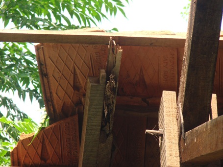 Các cây ron đỡ mái ngói bị mục nát và đoe dọa tính mạng học sinh