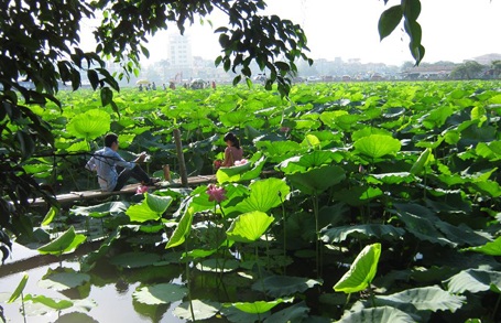 Giới trẻ Hà thành đi chụp ảnh hoa sen đông như hội - 10 Nhiều bạn trai đưa bạn gái đến đầm sen chụp ảnh.