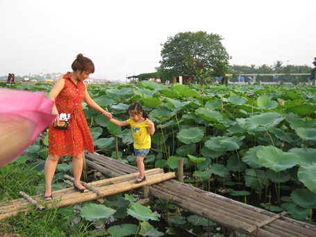 Giới trẻ Hà thành đi chụp ảnh hoa sen đông như hội - 9 Nhiều gia đình đưa các em nhỏ đến đầm sen ngắm hoa, chụp ảnh.