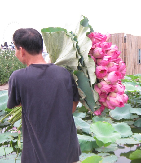 Giới trẻ Hà thành đi chụp ảnh hoa sen đông như hội - 13 Sen không có nhiều, cung không đủ cầu nên có khi phải nhanh tay mới mua được hoa sen.