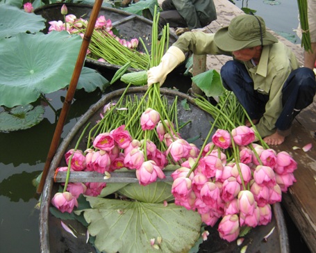Giới trẻ Hà thành đi chụp ảnh hoa sen đông như hội - 14 Mỗi bó sen 10 bông có giá 60, 70 ngàn. Phải chờ sen về mới có sen để mua.