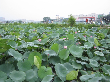 Giới trẻ Hà thành đi chụp ảnh hoa sen đông như hội - 1 Cuối tuần, dân Hà thành đi chụp ảnh hoa sen đông như hội