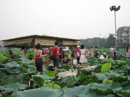Giới trẻ Hà thành đi chụp ảnh hoa sen đông như hội - 2 Cuối tuần, dân Hà thành đi chụp ảnh hoa sen đông như hội