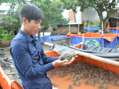 Cử nhân đi nuôi ếch - 1 Anh Nguyễn Xuân Duy đang kiểm tra sức khỏe của ếch mẹ.