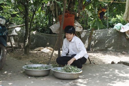 Kỳ tích khó tin của chàng thủ khoa “tay trái” ở xứ chè Thái Nguyên - 1 Băm bèo - một trong những công việc thường ngày của chàng thủ khoa