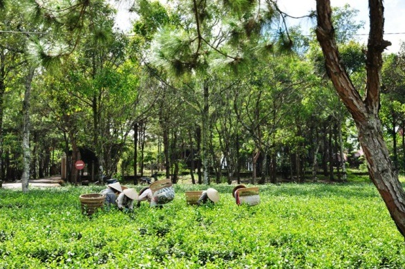 Thác Dambri giữa biếc xanh Bảo Lộc - 3 Những đồi chè dưới tán thông xanh mát