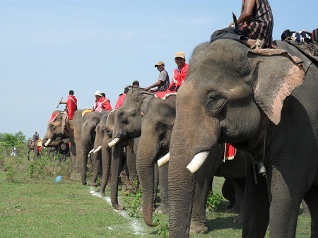 Nếu không bảo tồn kịp thời và ngăn chặn
quyết liệt nạn săn bắn, cảnh đua voi sẽ chỉ còn là ký ức.