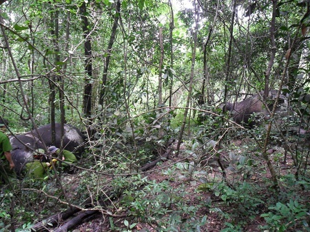 Toàn cảnh hiện trường 2 con voi rừng chết tại tiểu khu 257 - VQG Yok Đôn.