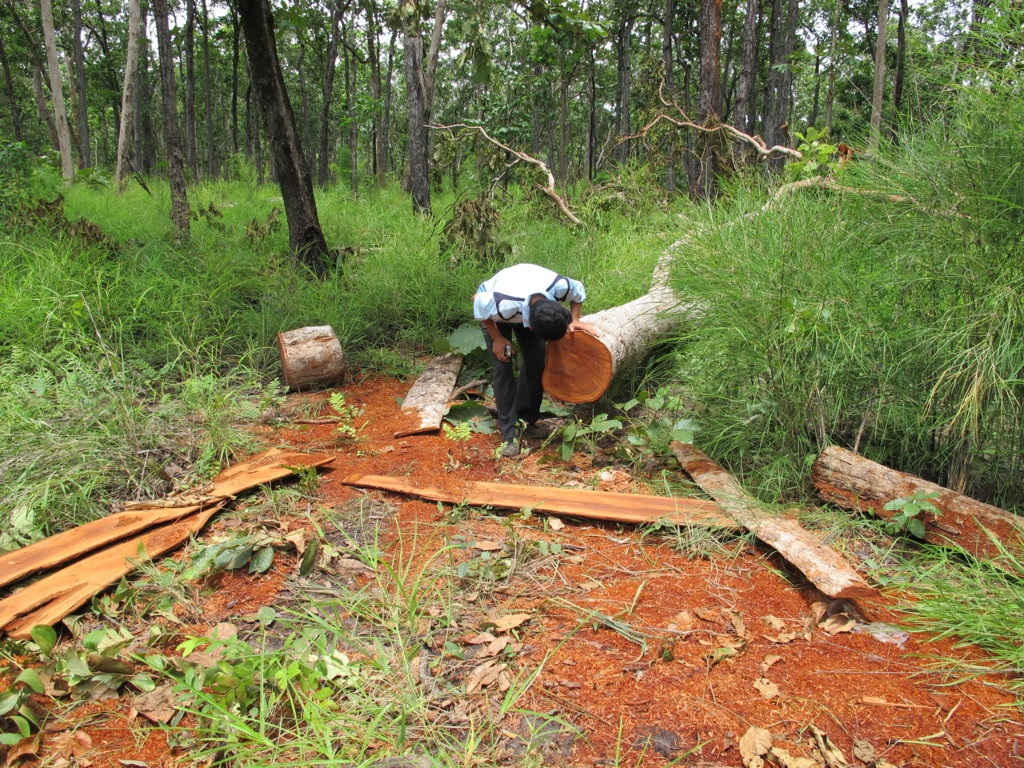 Vụ phá rừng VQG Yok Đôn: Đủ khối lượng để khởi tố vụ án