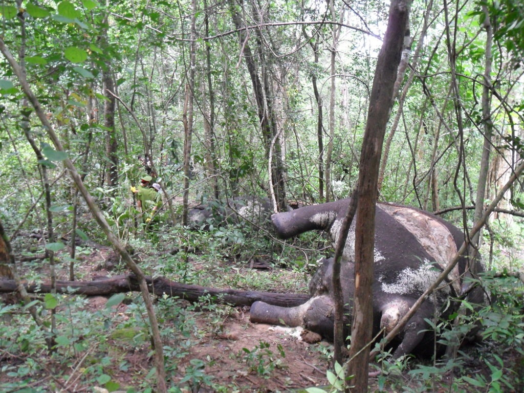 Hiện trường 2 con voi rừng bị chết tại tiểu khu 257 thuộc trạm kiểm lâm số 11 - VQG Yok Đôn.