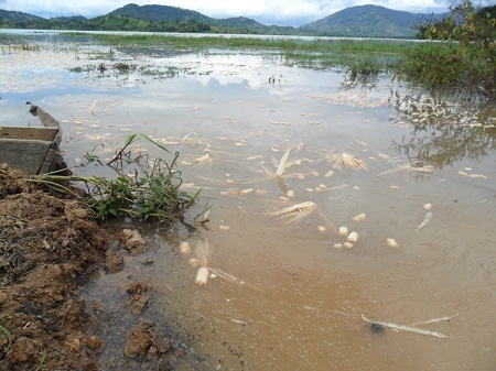 … và trên mặt nước.
