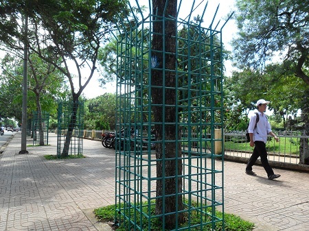 Cây sưa được khoác “áo giáp sắt” đồng loạt trên đường Bà Triệu.