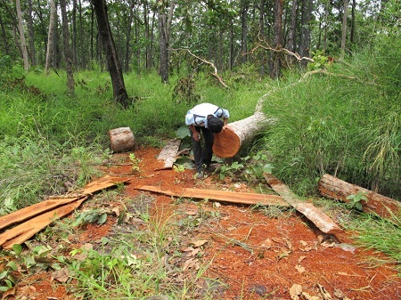 Gỗ quý tại VQG Yok Đôn bị lâm tặc đốn hạ trong thời gian qua.
