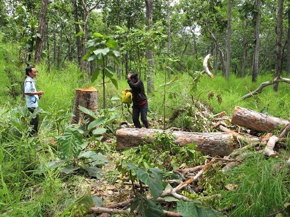 Gỗ quý bị lâm tặc đốn hạ tại VQG Yok Đôn.