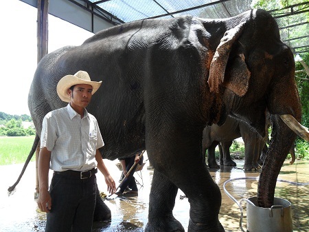 Một nài voi ở huyện Lắk đang cho voi uống nước.