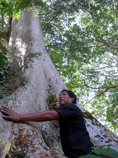 Ông Y Wih Ê-ban - trưởng buôn Kmrơng Prong B bên một cây gỗ cổ thụ ở buôn mình.
