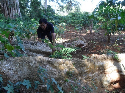 Bộ rễ của một cây gỗ lớn ở khu rừng đầu nguồn buôn Kmrơng Prong B.