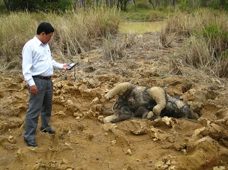 Hiện trường voi con rừng bị chết (Ảnh: Trung tâm Bảo tồn voi Đắk Lắk cung cấp).