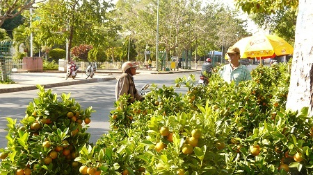 Anh Dương Văn Khoa bán quất trên đường Bà Triệu
