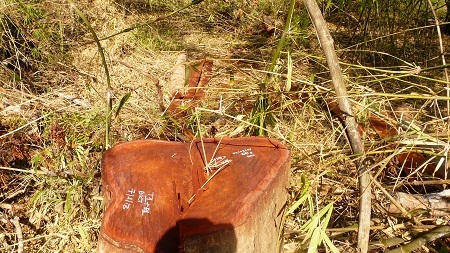 Lâm tặc thản nhiên dựng lán trại, lều võng, thổi củi nấu cơm ngay giữa vùng lõi VQG Yok Đôn.