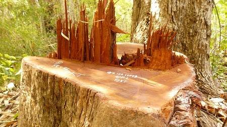 Bút lục của lực lượng kiểm lâm ghi “ĐKT” ngày 7/1/2013.