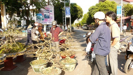 6 người chọn mua 5 chậu mai chưa nở.