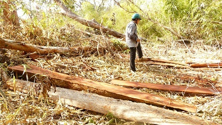 Lâm tặc thoải mái cưa thành phách, ốp vuông vức để vận chuyển ra ngoài, bỏ lại phần bìa, cành ngọn.
