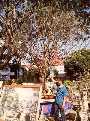 Cây đào 120 triệu đồng của anh Phạm Minh Trung (xã Hòa Thuận, TP. Buôn Ma Thuột, tỉnh Đắk Lắk)