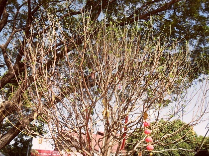 Cây đào 120 triệu đồng của anh Phạm Minh Trung (xã Hòa Thuận, TP. Buôn Ma Thuột, tỉnh Đắk Lắk)