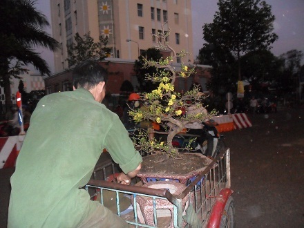 Cọc cạch chở mai về nhà khi giao thừa chỉ tính bằng giờ.