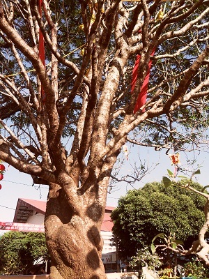 Thân và gốc đào.