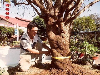 Thân và gốc đào.