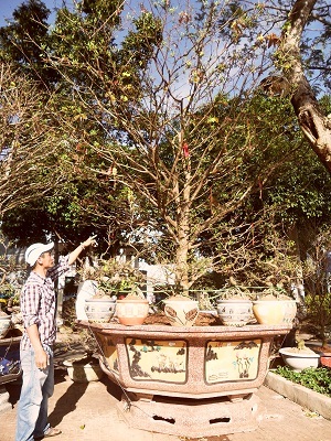 Thân và gốc đào.