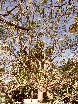 Tán cây mai được xác định rộng 4 mét.