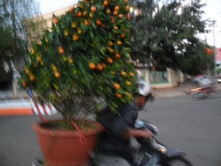 Quất về nhà... khi trời chập choạng.